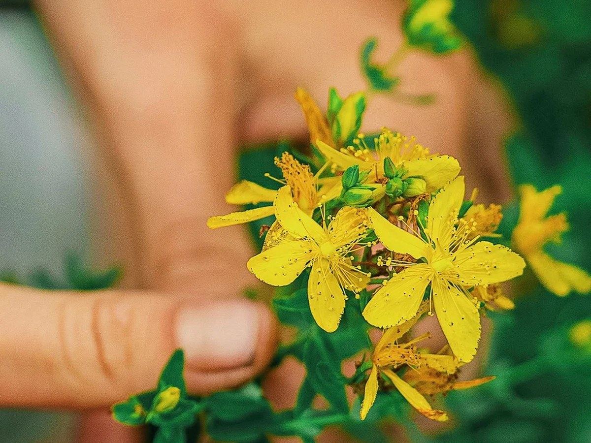 Naturaleza y cultivo responsable